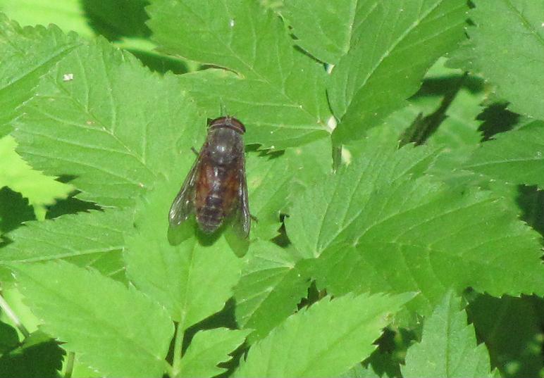 femmina di  Hybomitra sp. (Tabanidae)